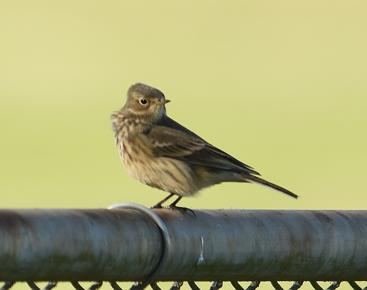American Pipit - ML643015698