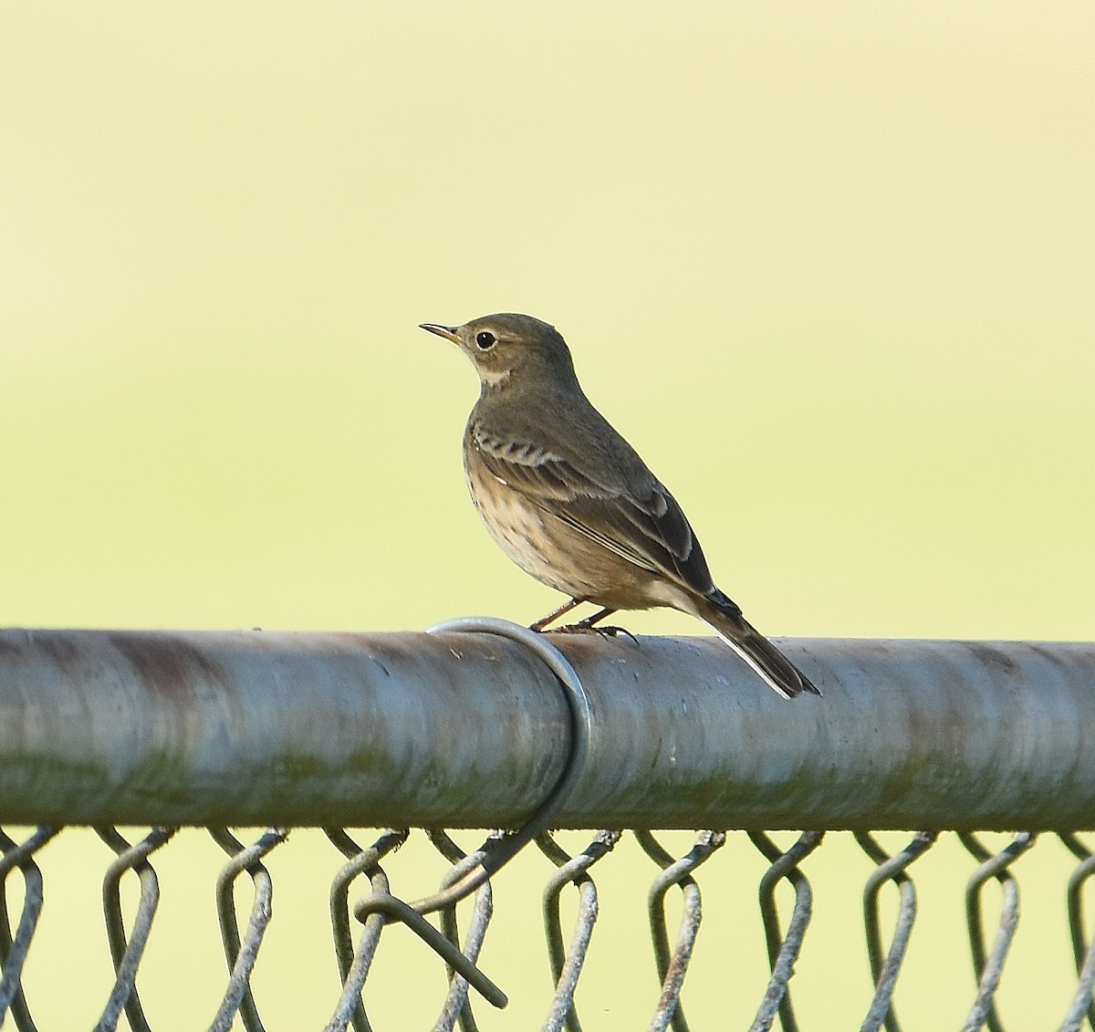 American Pipit - ML643015699