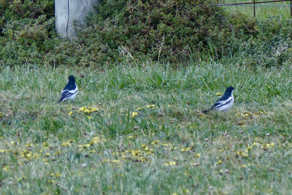 Weißflügel-Raupenfänger - ML643015701