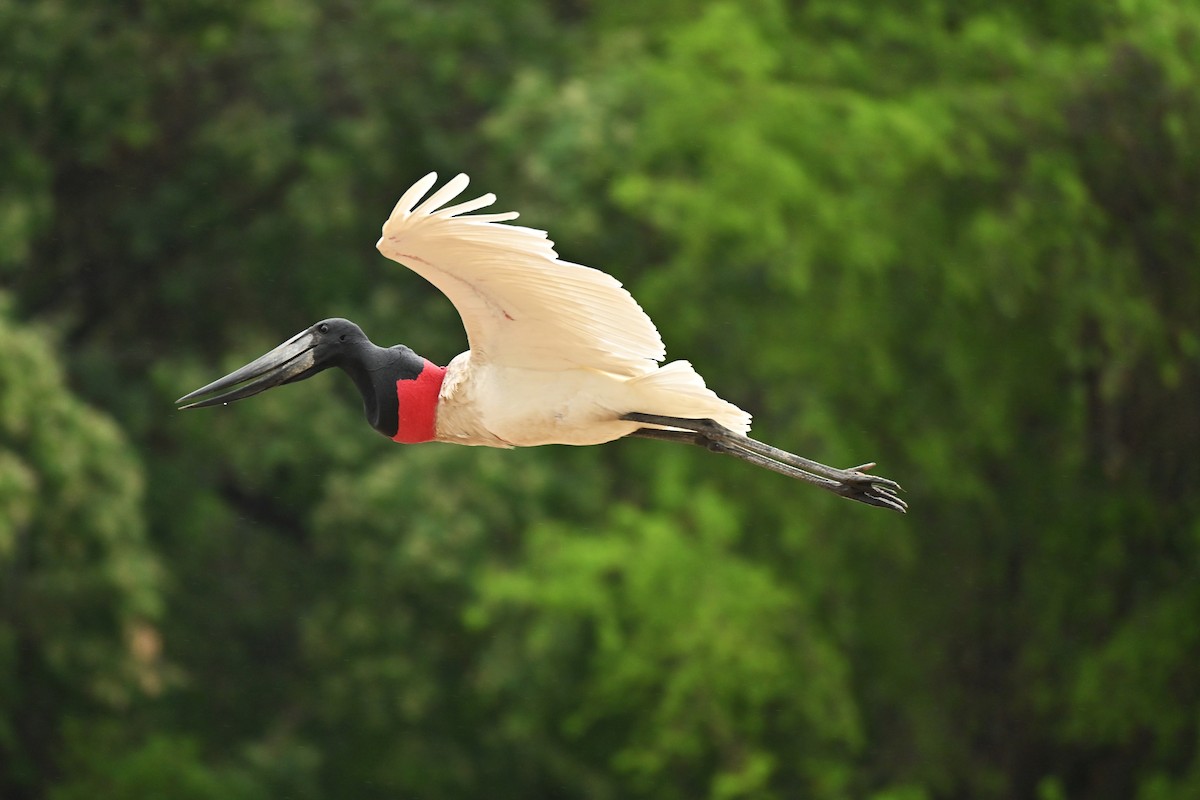 Jabirustorch - ML643015709