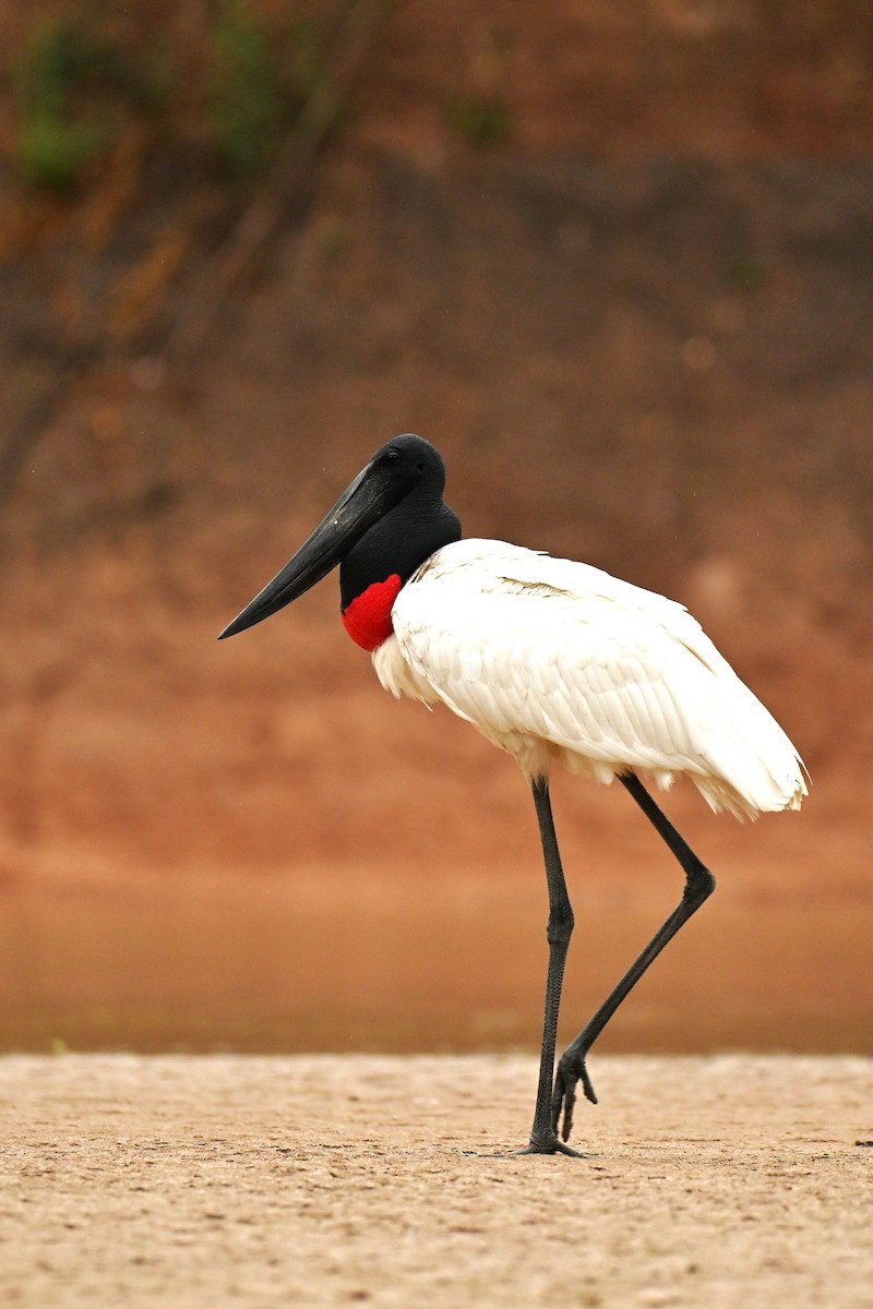 jabirustork - ML643015714