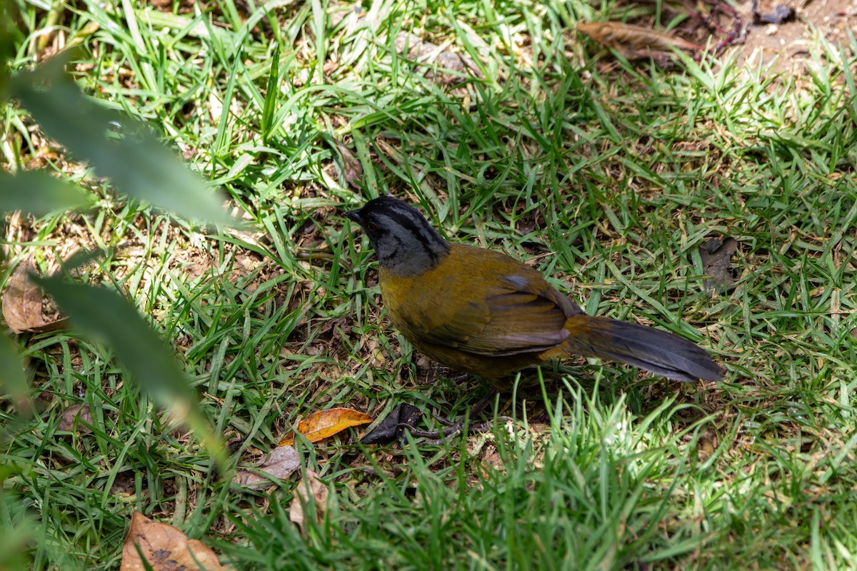 Large-footed Finch - ML643015715