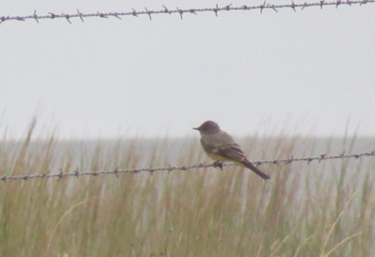 Say's Phoebe - ML643015720