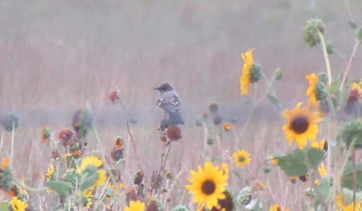 Say's Phoebe - ML643015721