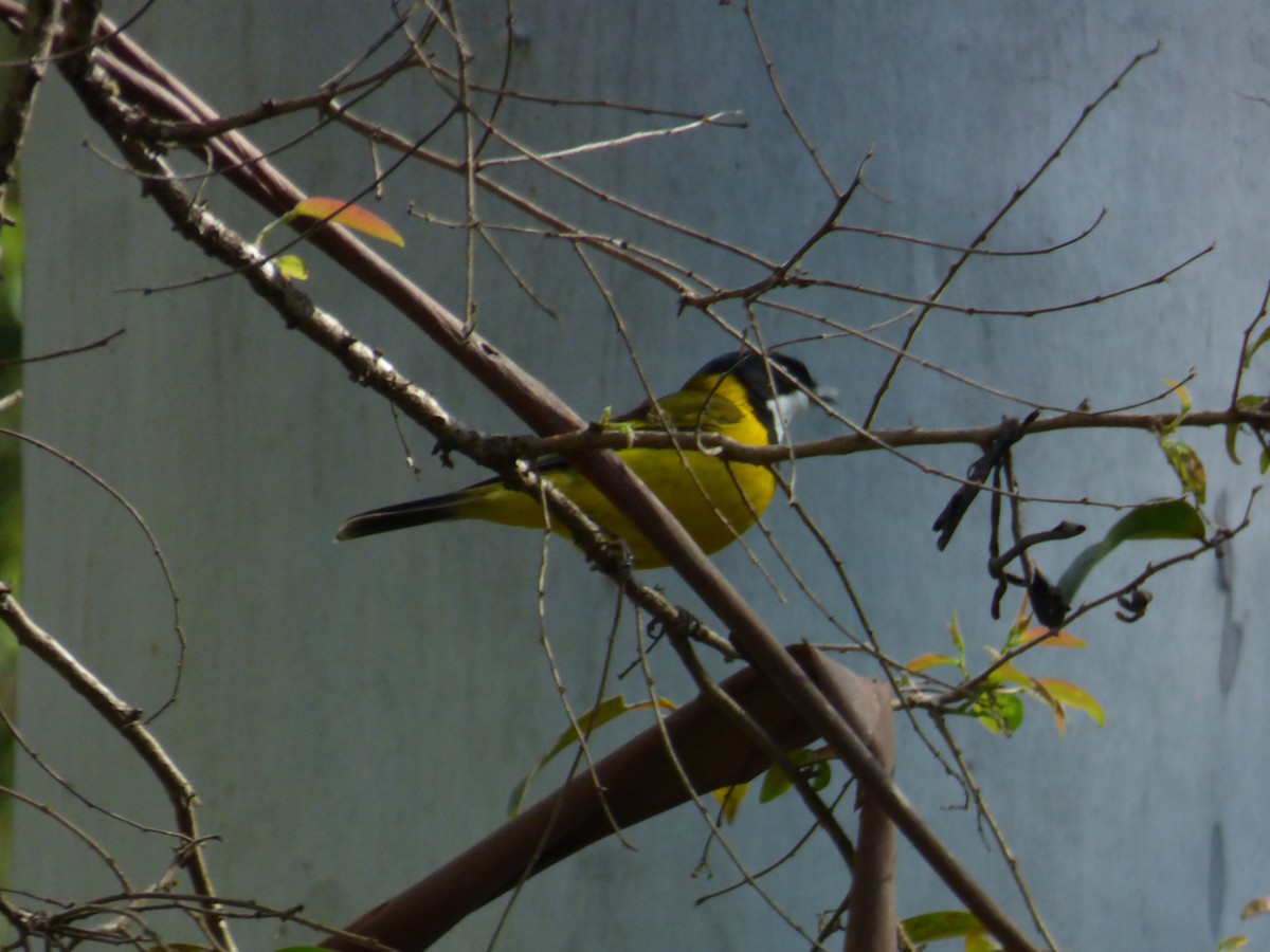 Golden Whistler - ML643015725