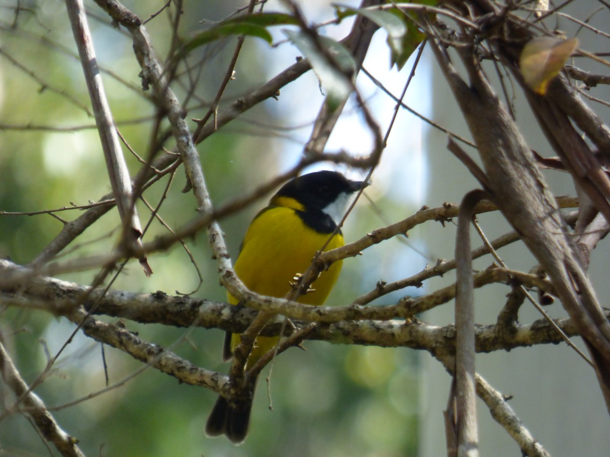 Golden Whistler - ML643015726