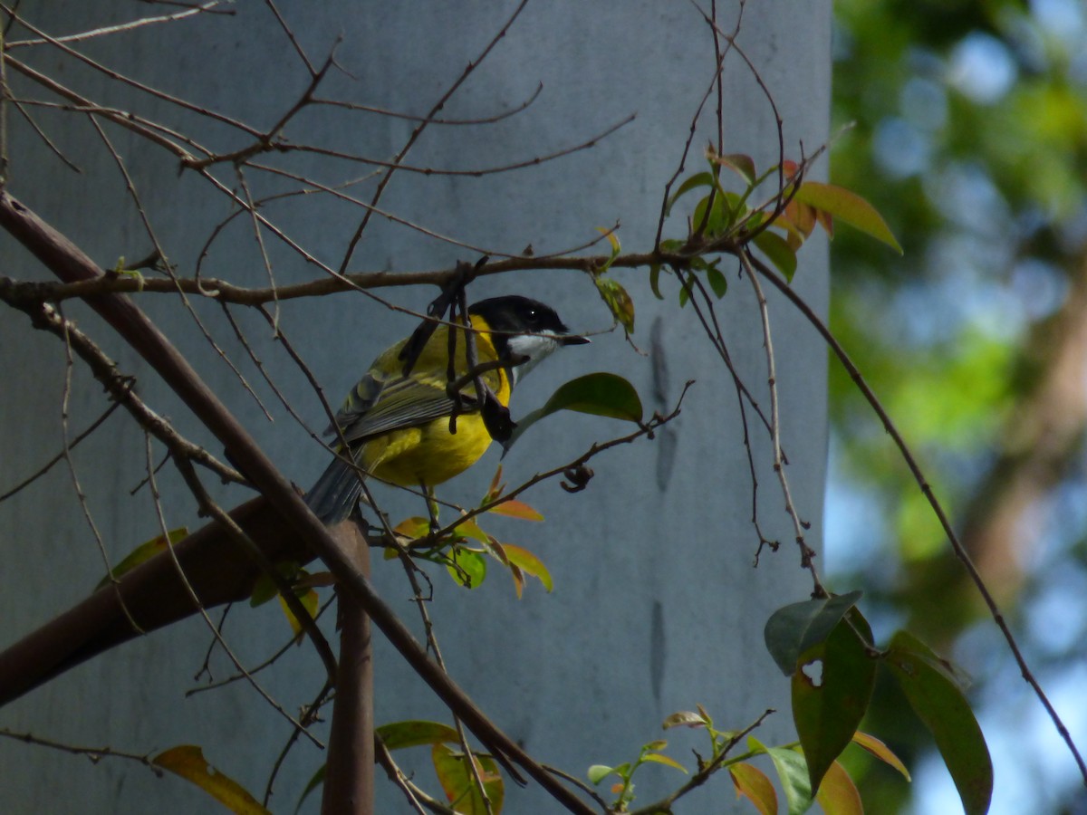 Golden Whistler - ML643015727
