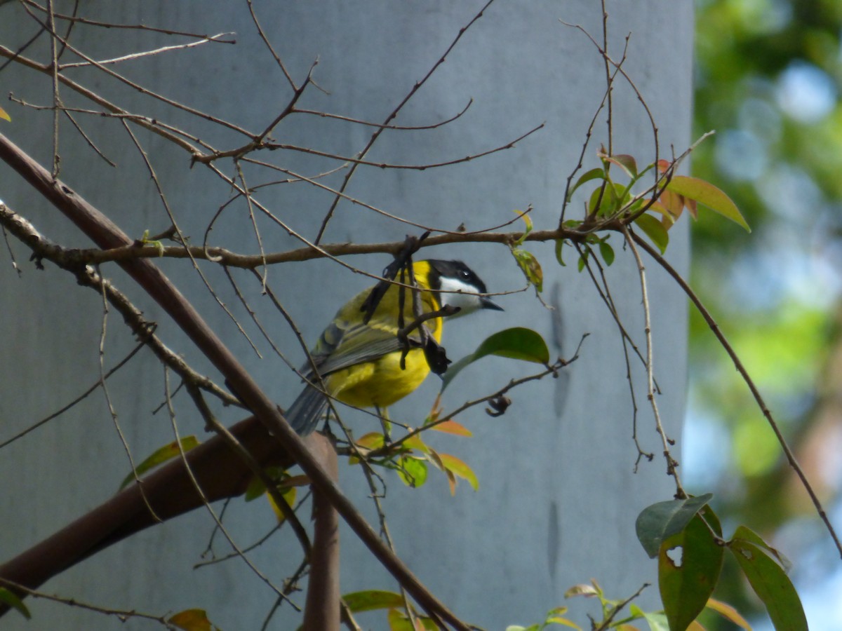 Golden Whistler - ML643015728