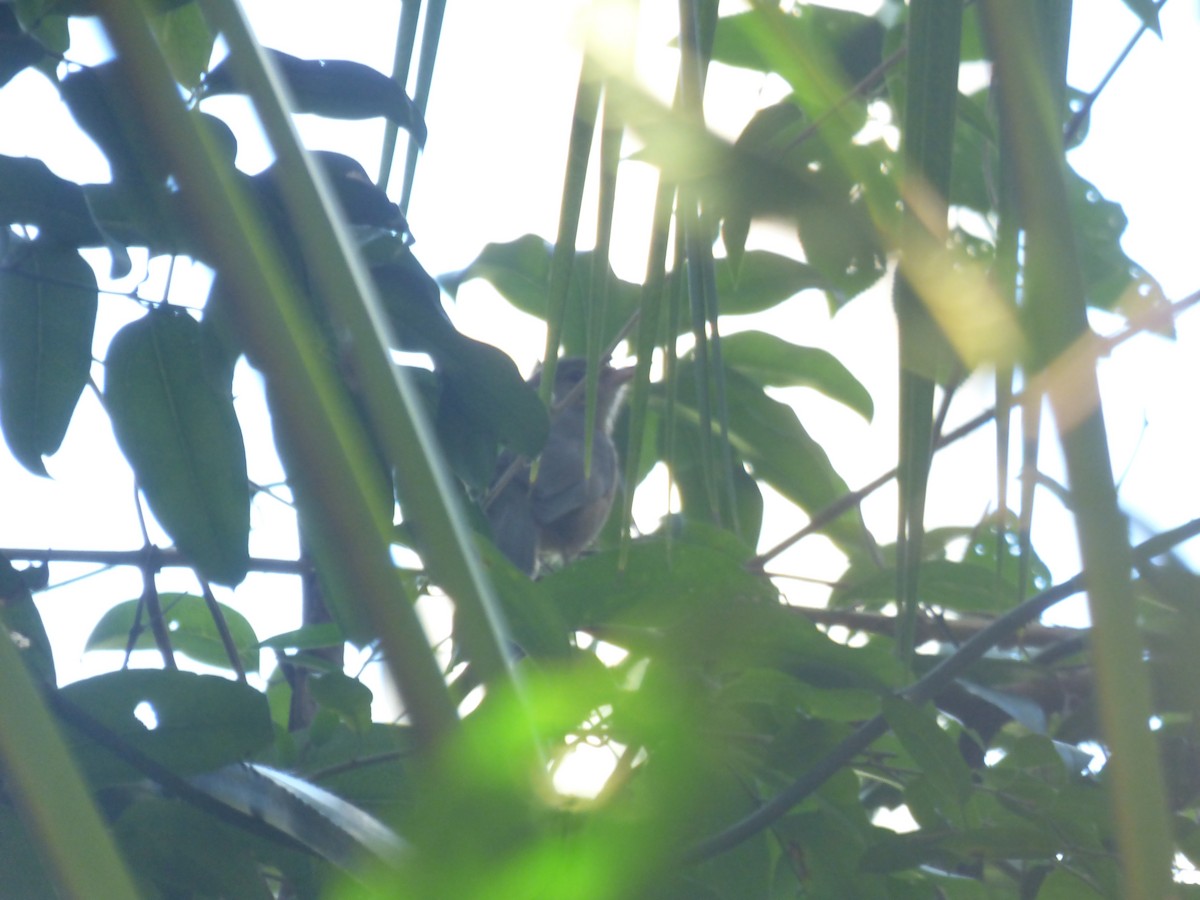 Rufous Shrikethrush - ML643015734