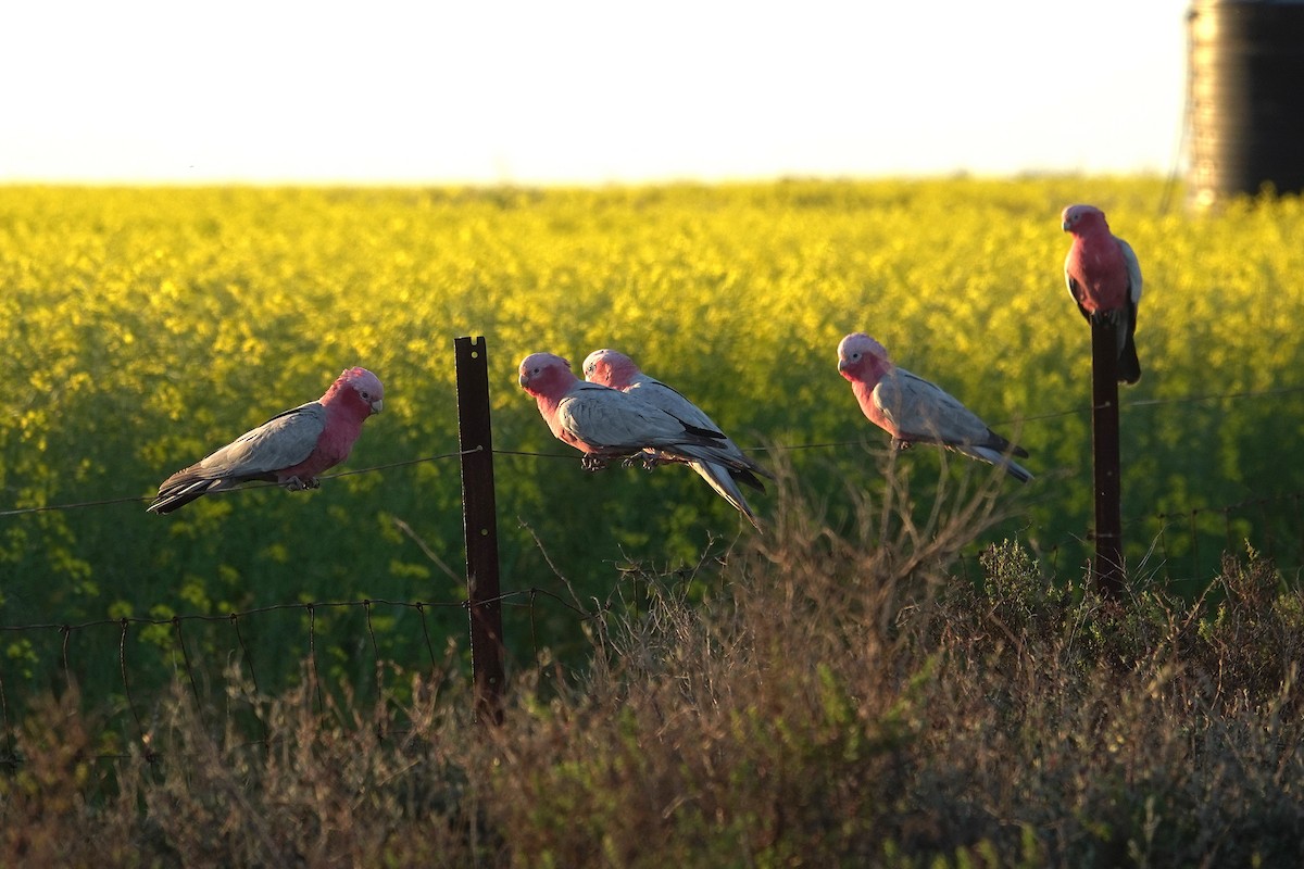 rosenkakadu - ML643015750
