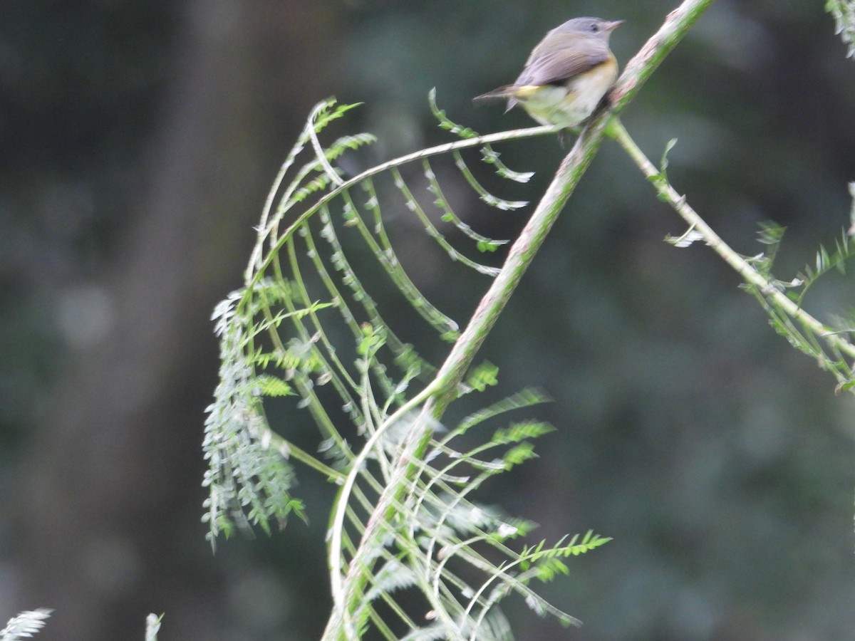 rødstjertparula - ML643015752