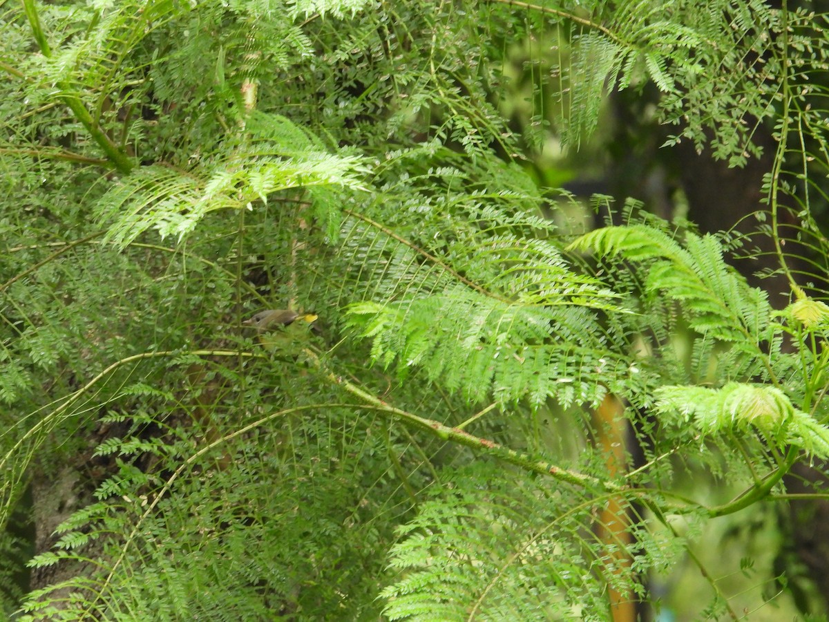 rødstjertparula - ML643015753
