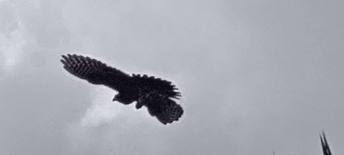 maorifalk - ML643015793