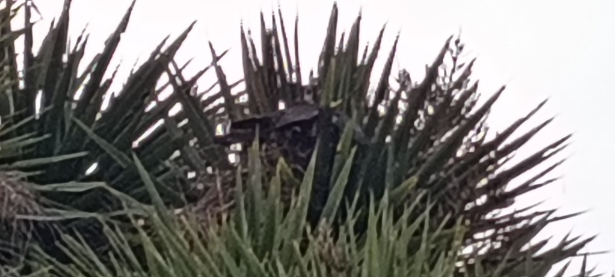 maorifalk - ML643015794