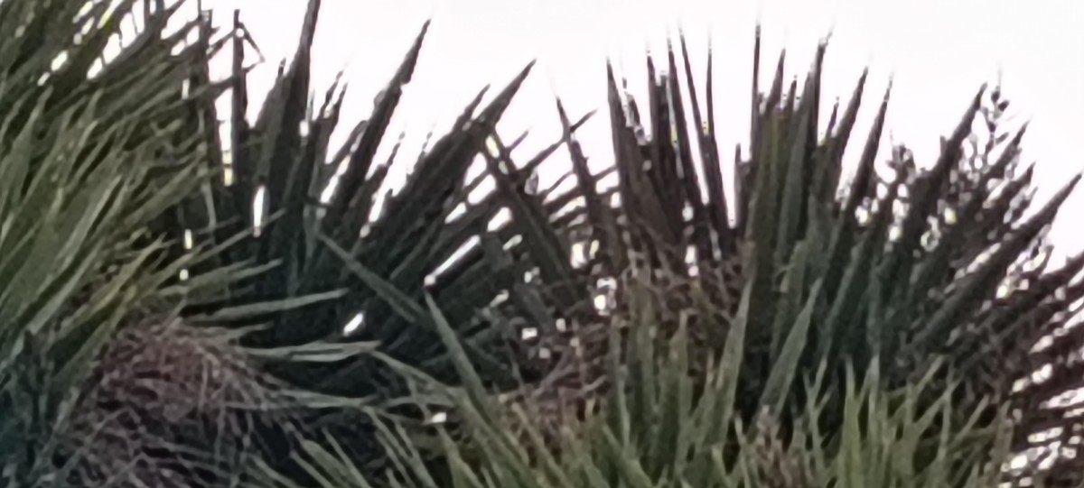 maorifalk - ML643015796