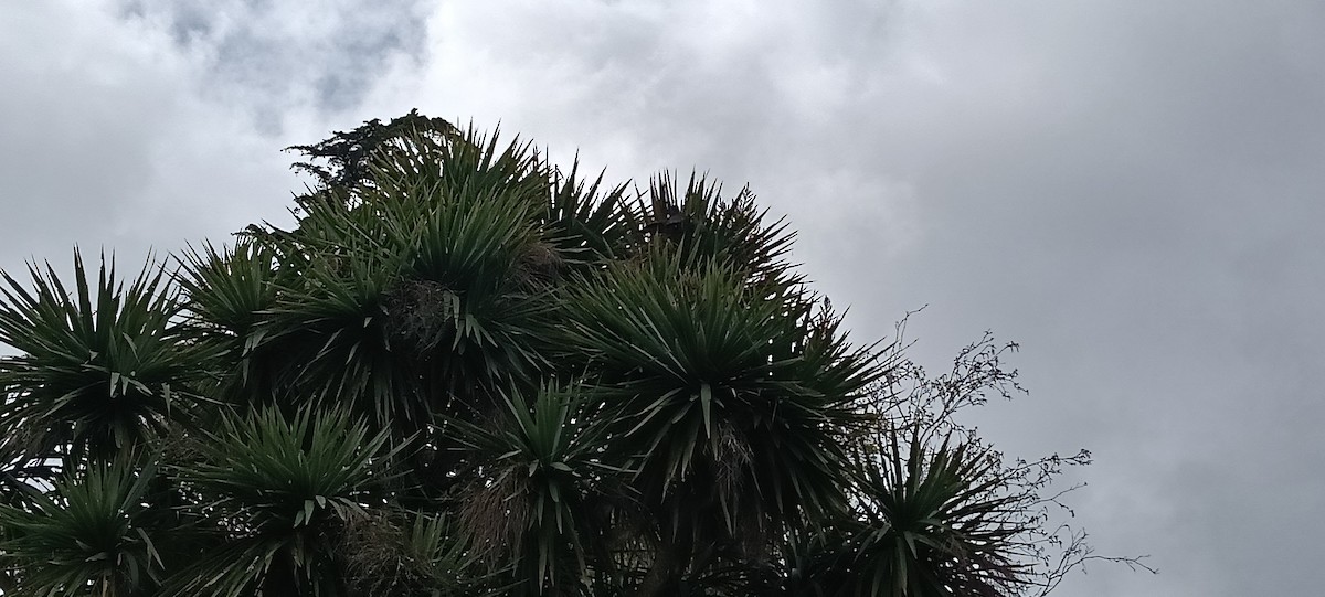 maorifalk - ML643015797