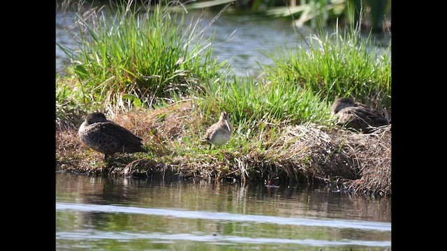 Latham's Snipe - ML643015800