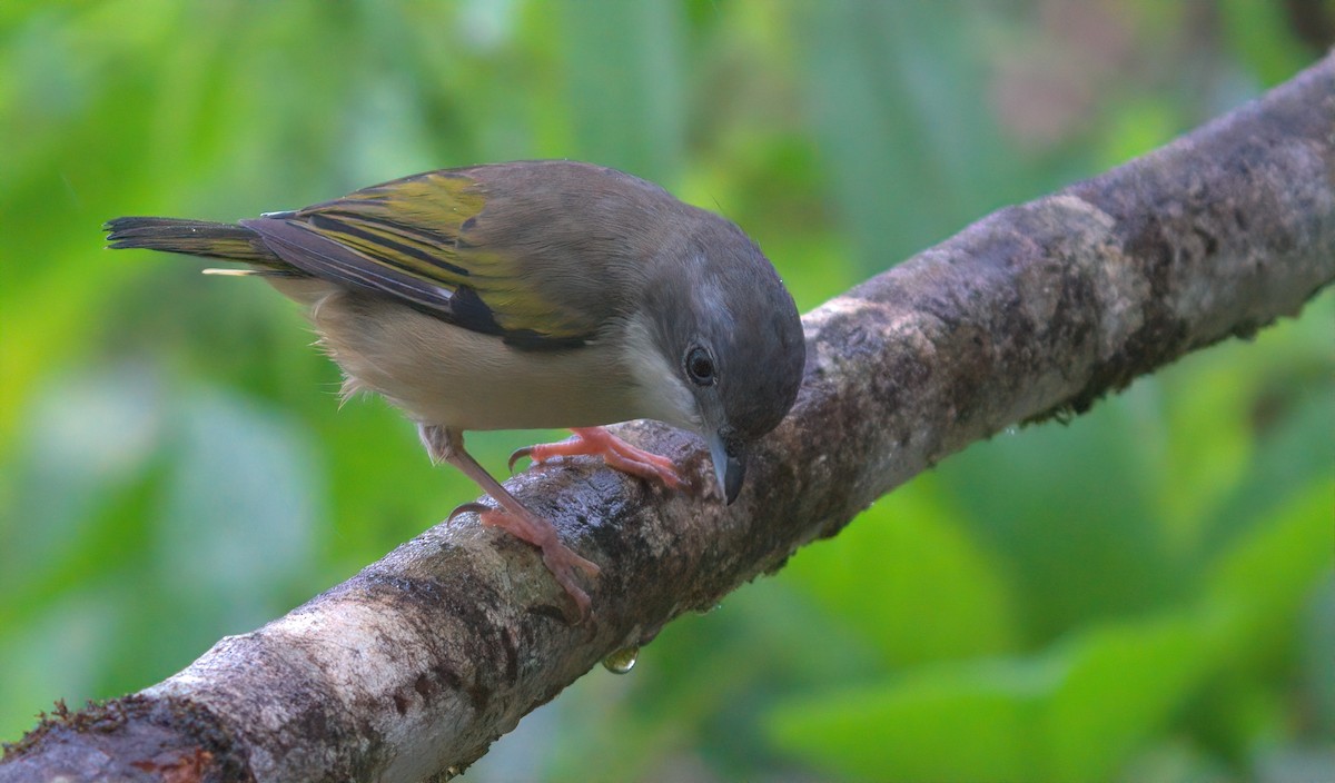 White-browed Shrike-Babbler - ML643015801