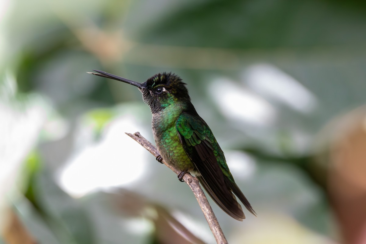 Talamanca Hummingbird - ML643015809
