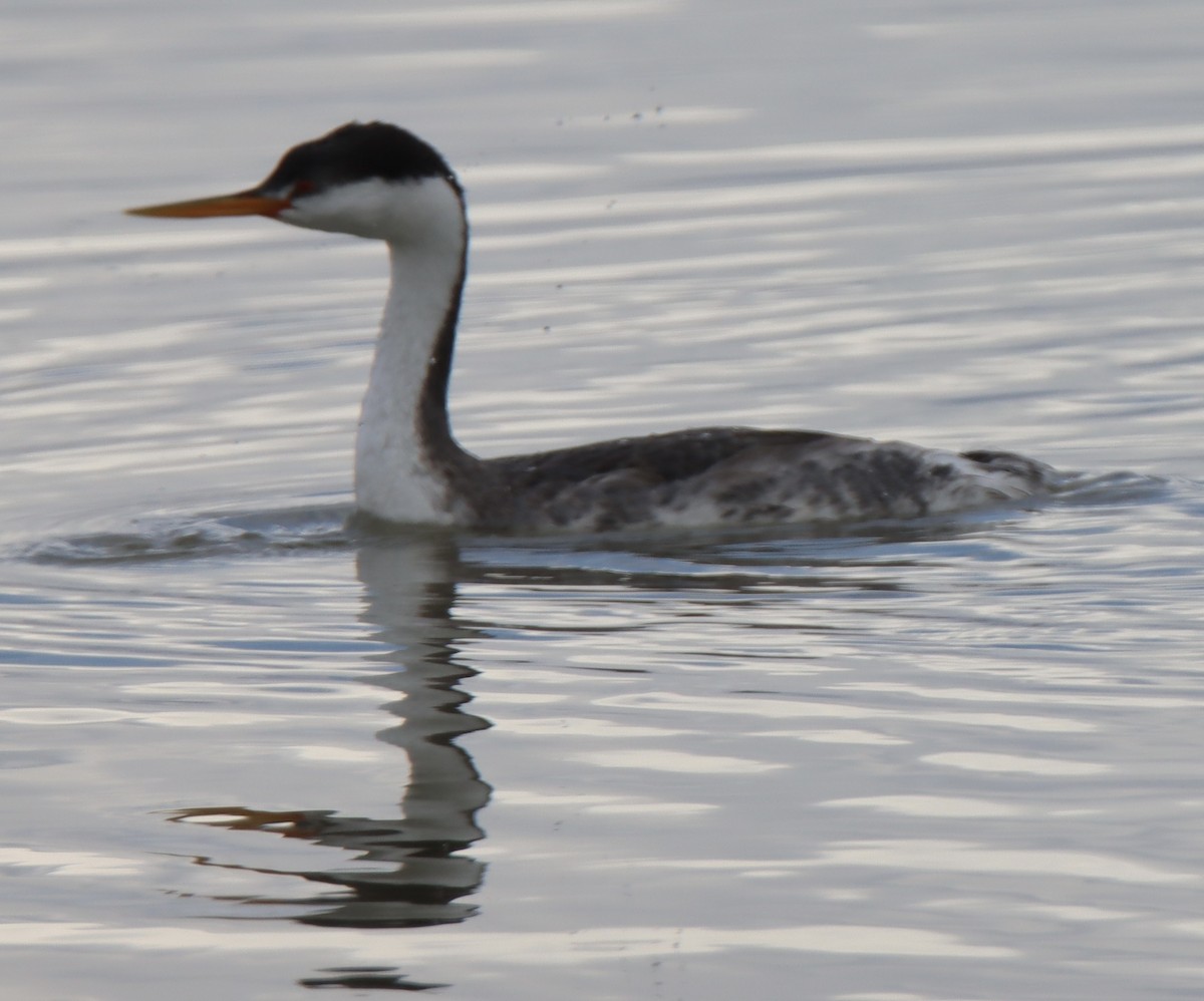 Western x Clark's Grebe (hybrid) - ML643015828