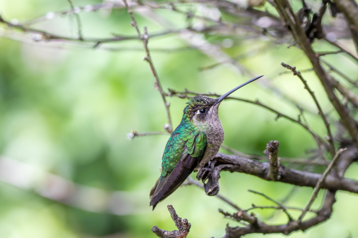 Talamanca Hummingbird - ML643015841
