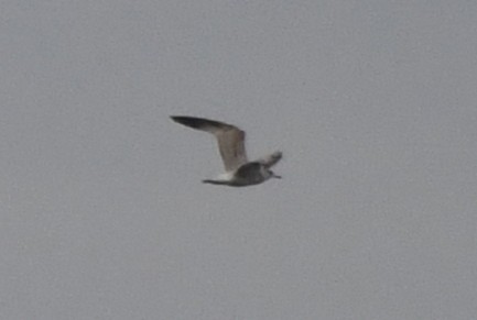 American Herring Gull - ML643015867