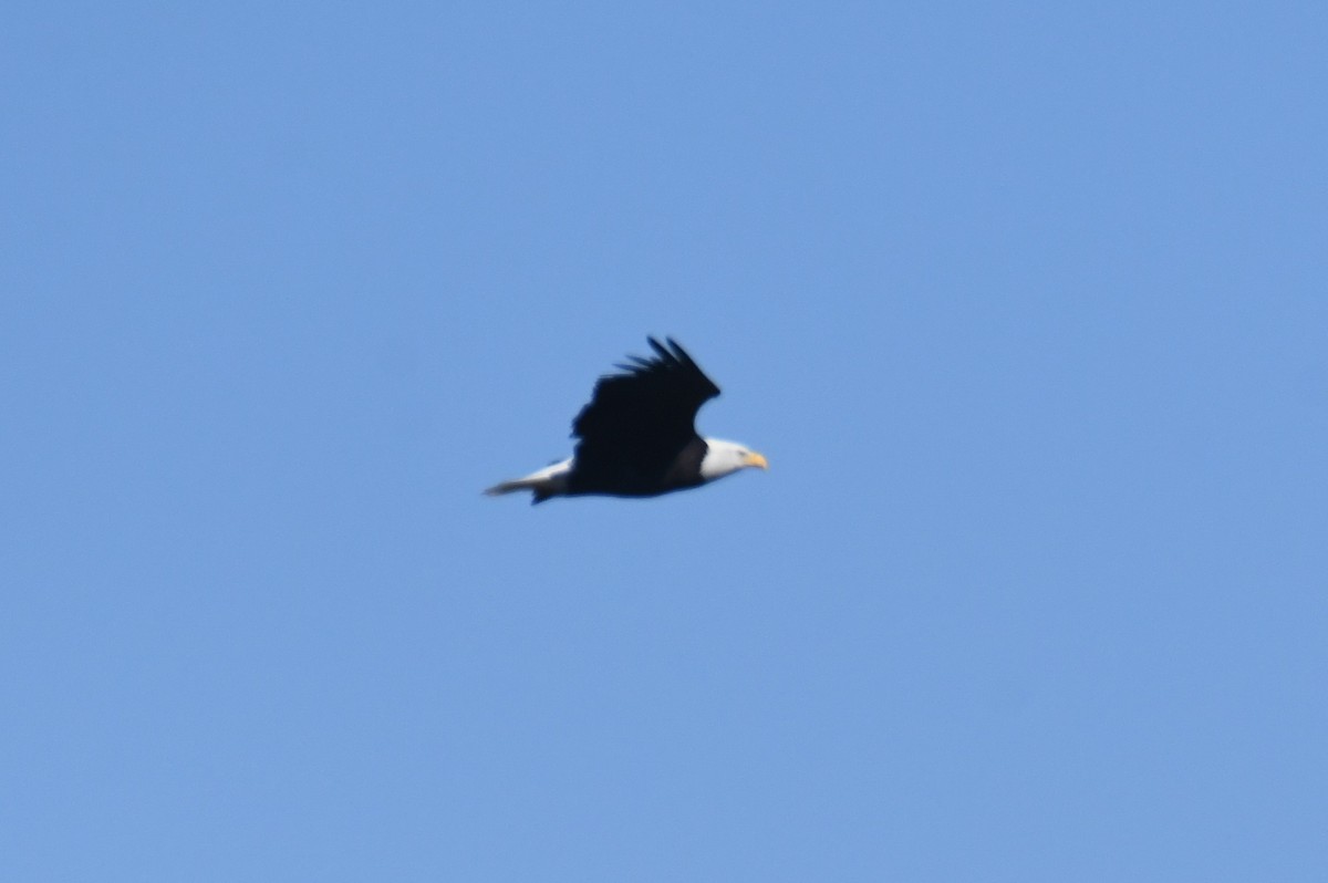 Bald Eagle - ML643015868