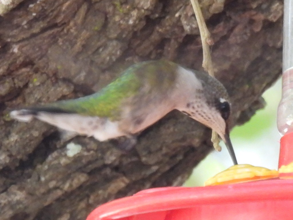Ruby-throated Hummingbird - ML643015870