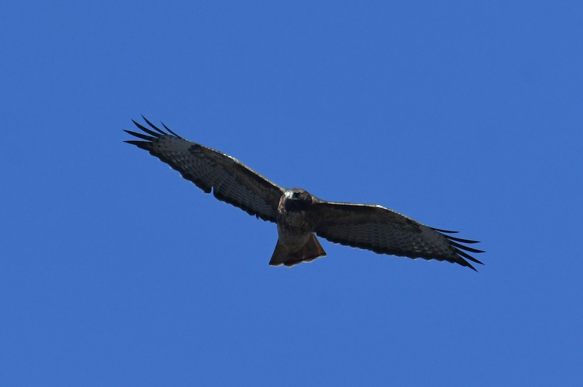 Red-tailed Hawk - ML643015871