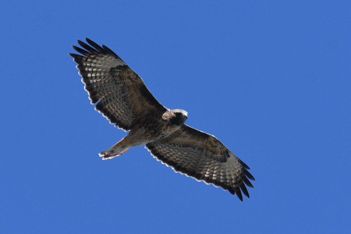 Red-tailed Hawk - ML643015872