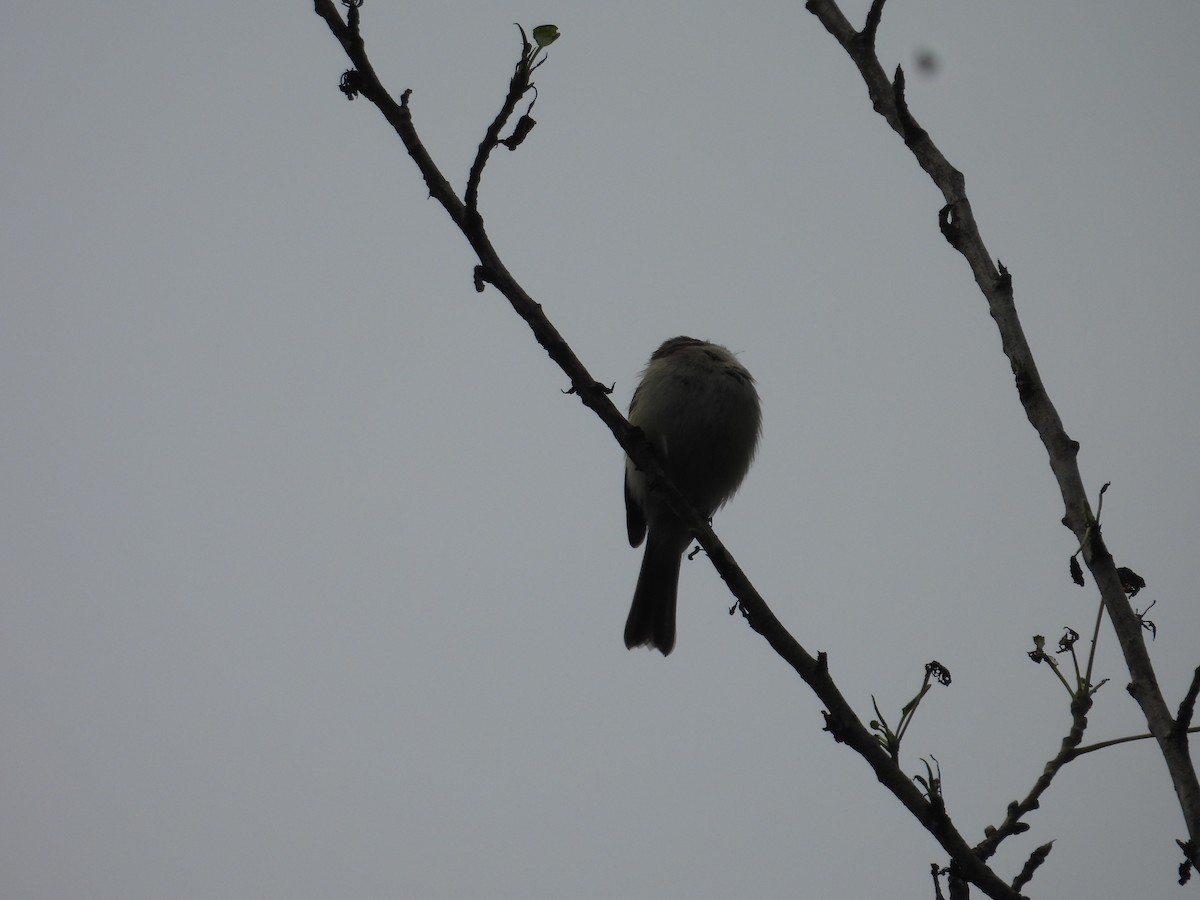 Empidonax sp. - ML643015873
