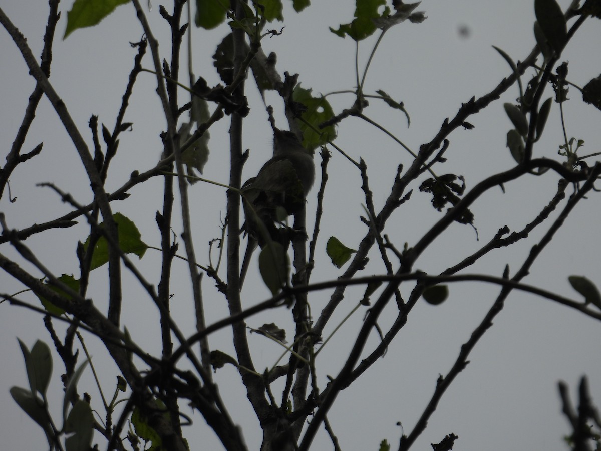 Empidonax sp. - ML643015874