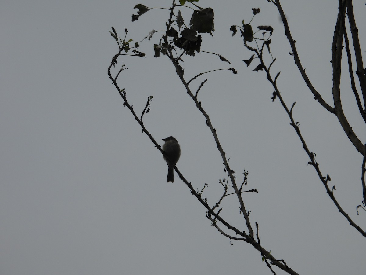 Empidonax sp. - ML643015875