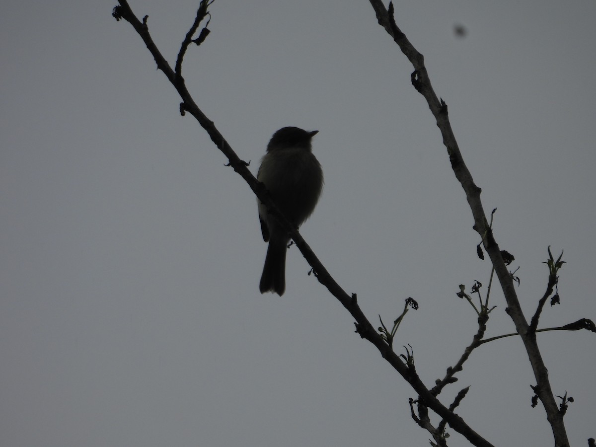 Empidonax sp. - ML643015876
