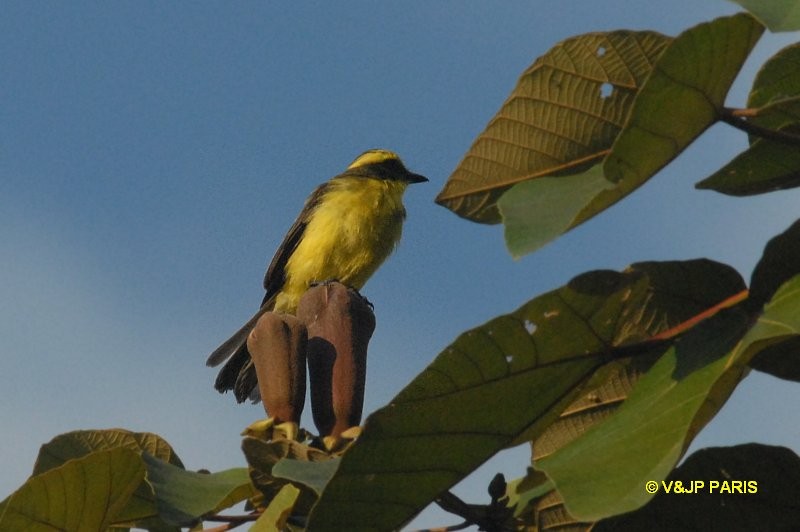 Lemon-browed Flycatcher - ML643015877