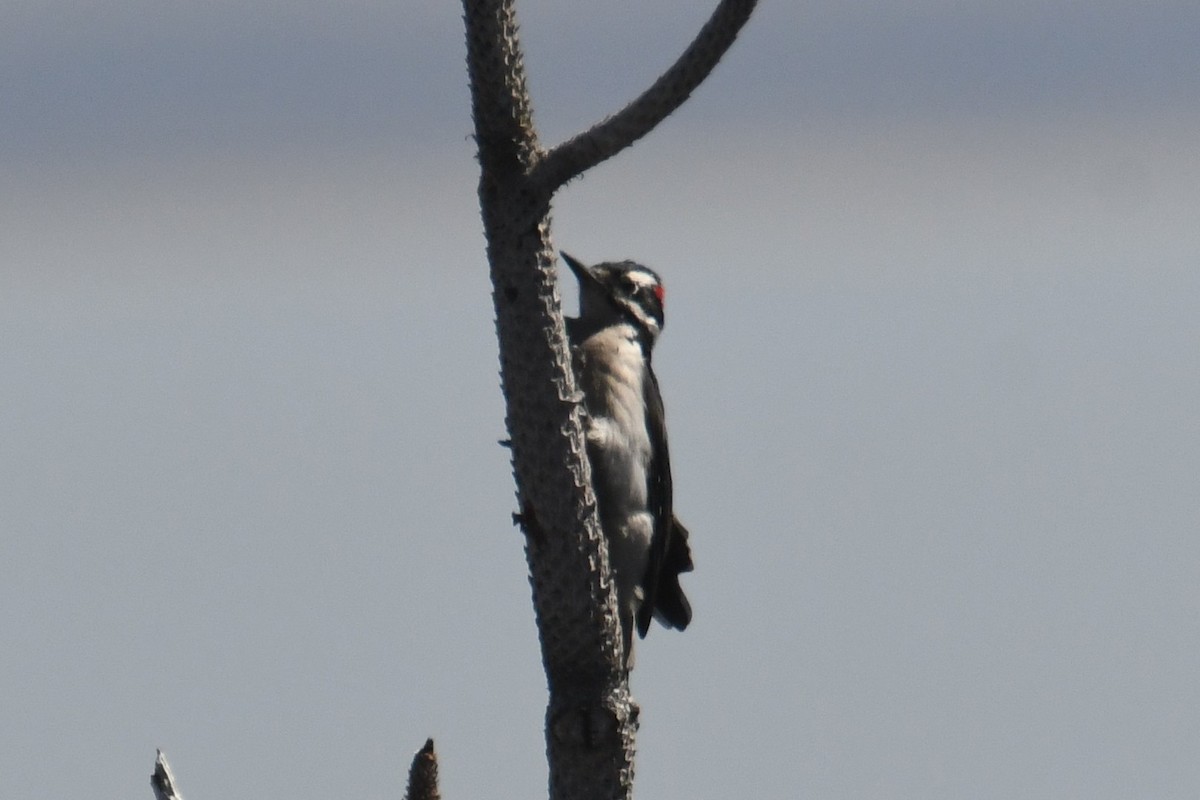 Hairy Woodpecker - ML643015878