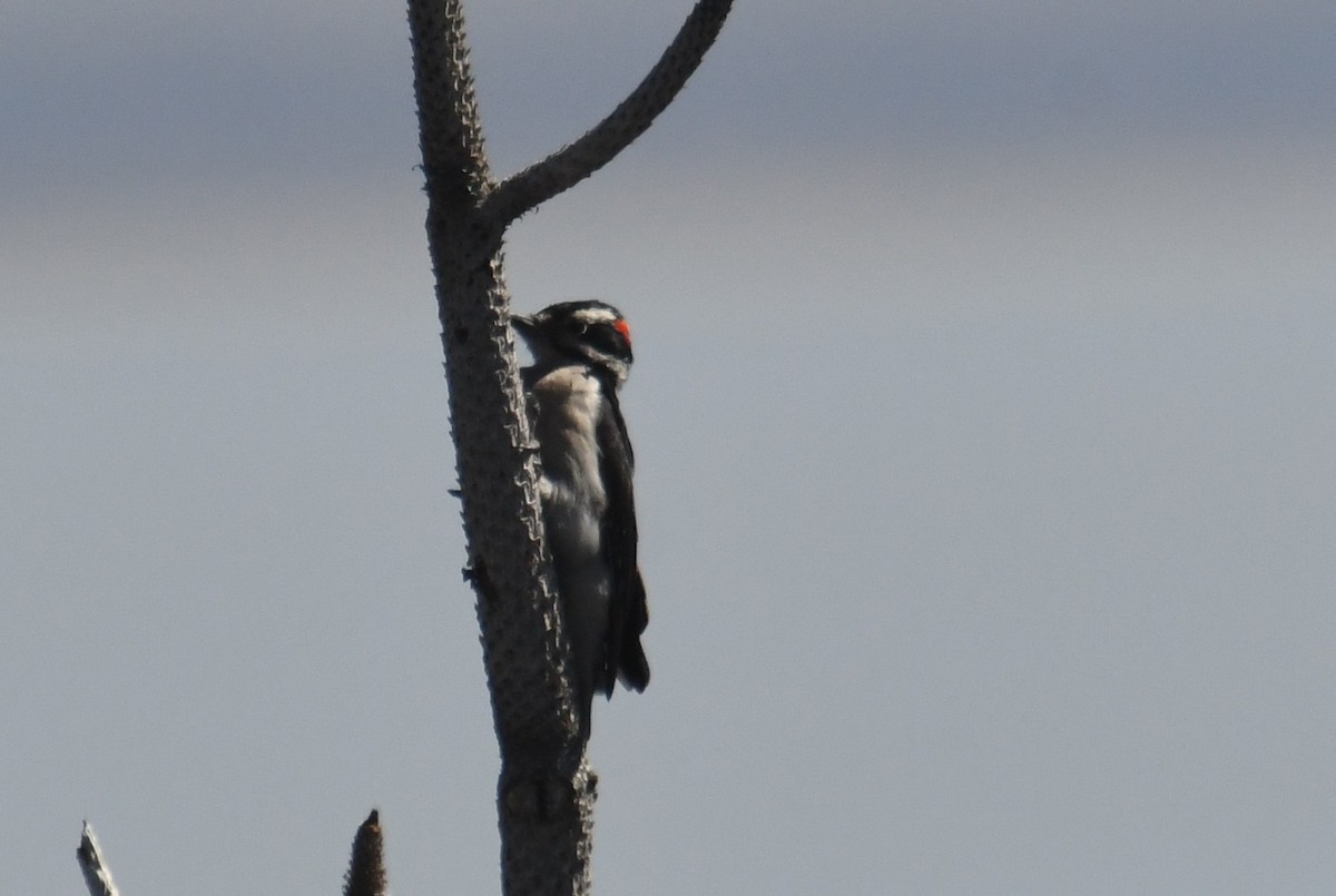 Hairy Woodpecker - ML643015879