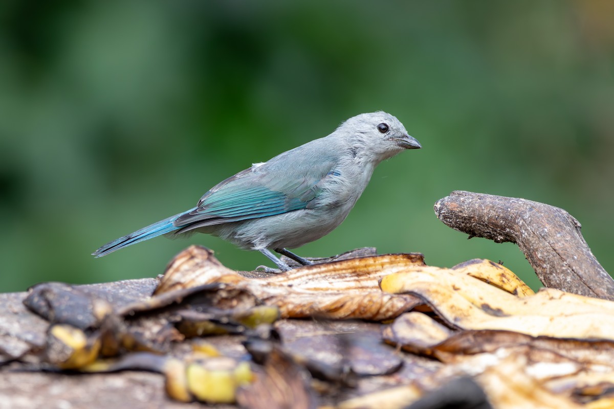 Blue-gray Tanager - ML643015880