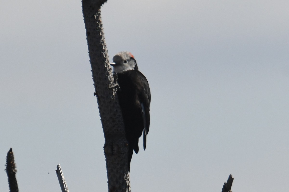 White-headed Woodpecker - ML643015881
