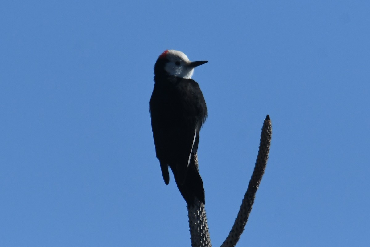 White-headed Woodpecker - ML643015882