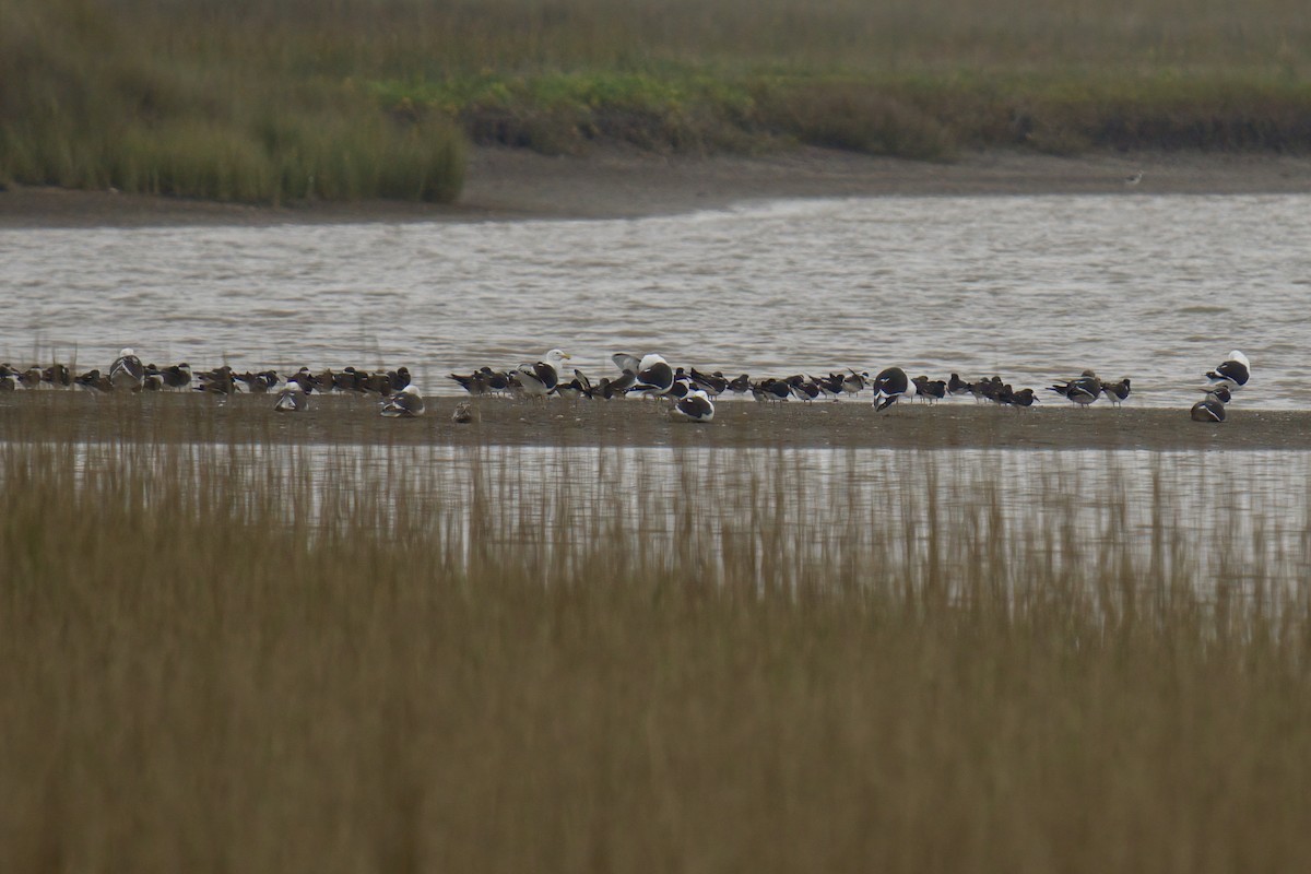 Black Skimmer - ML643015883
