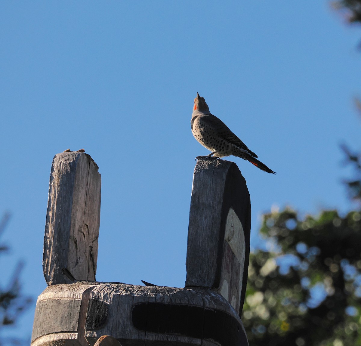 Northern Flicker - ML643015884