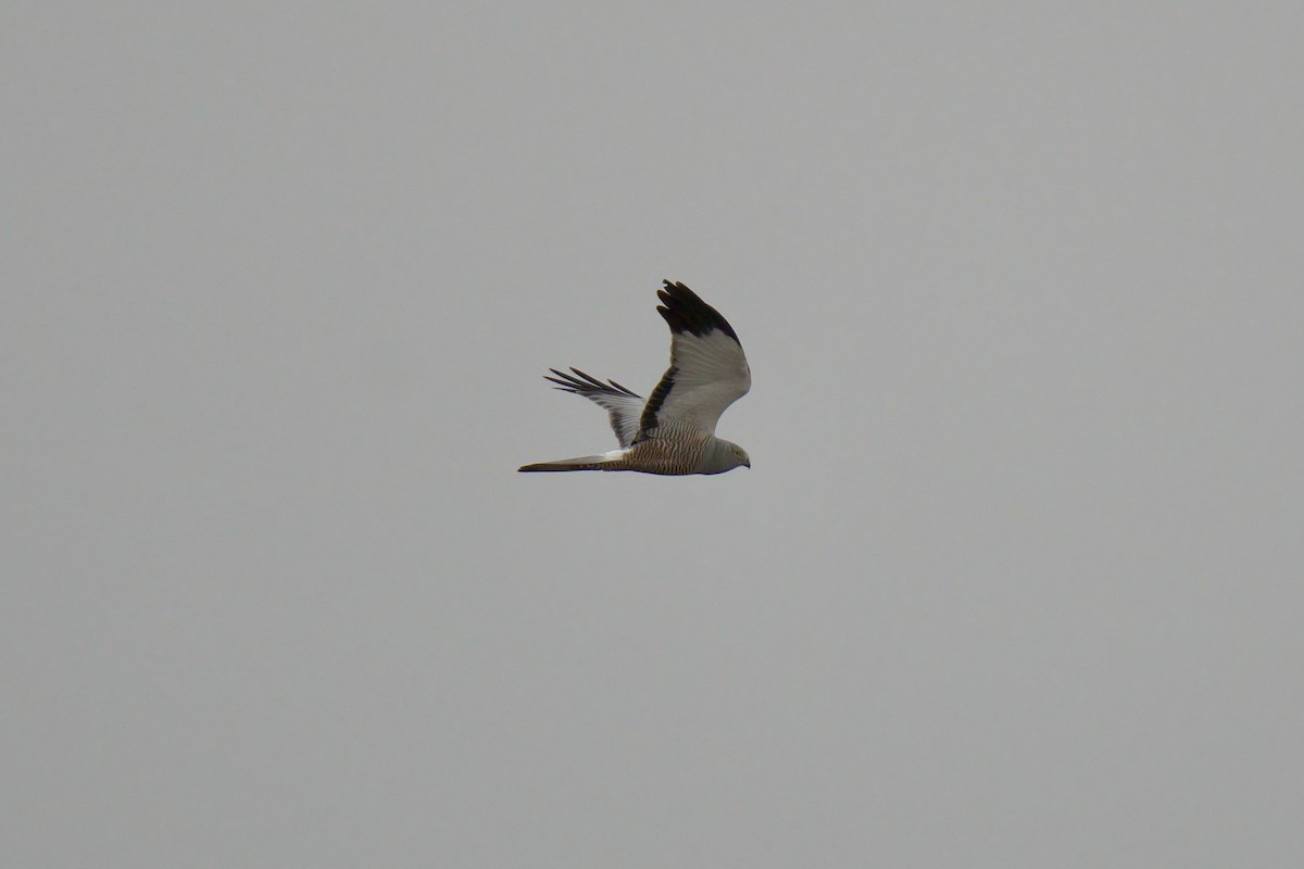 Cinereous Harrier - ML643015887