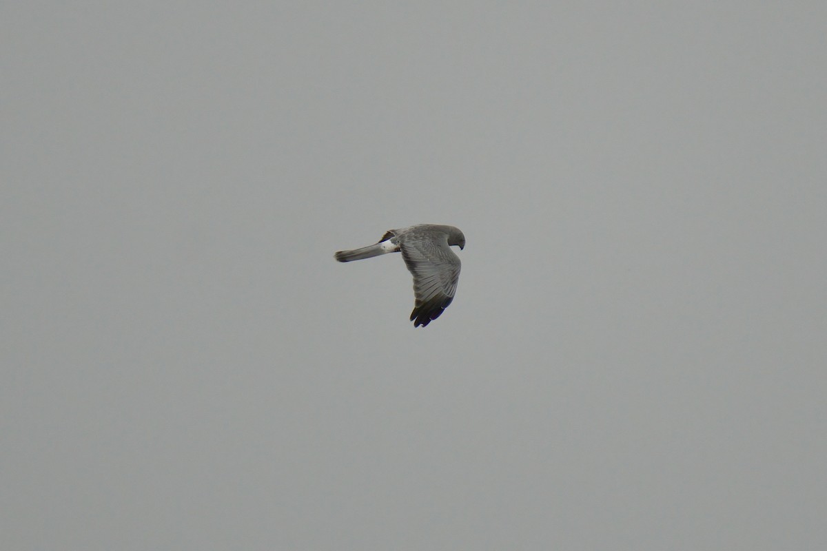 Cinereous Harrier - ML643015888