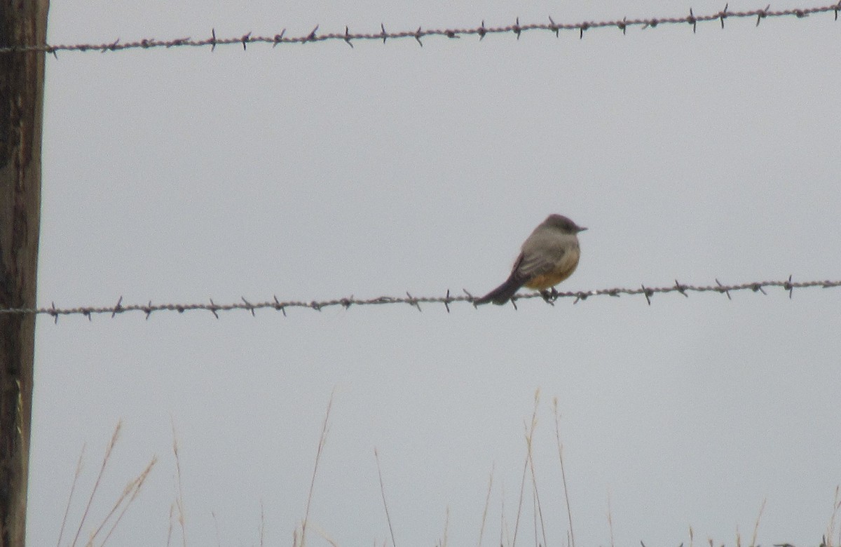 Say's Phoebe - ML643015889