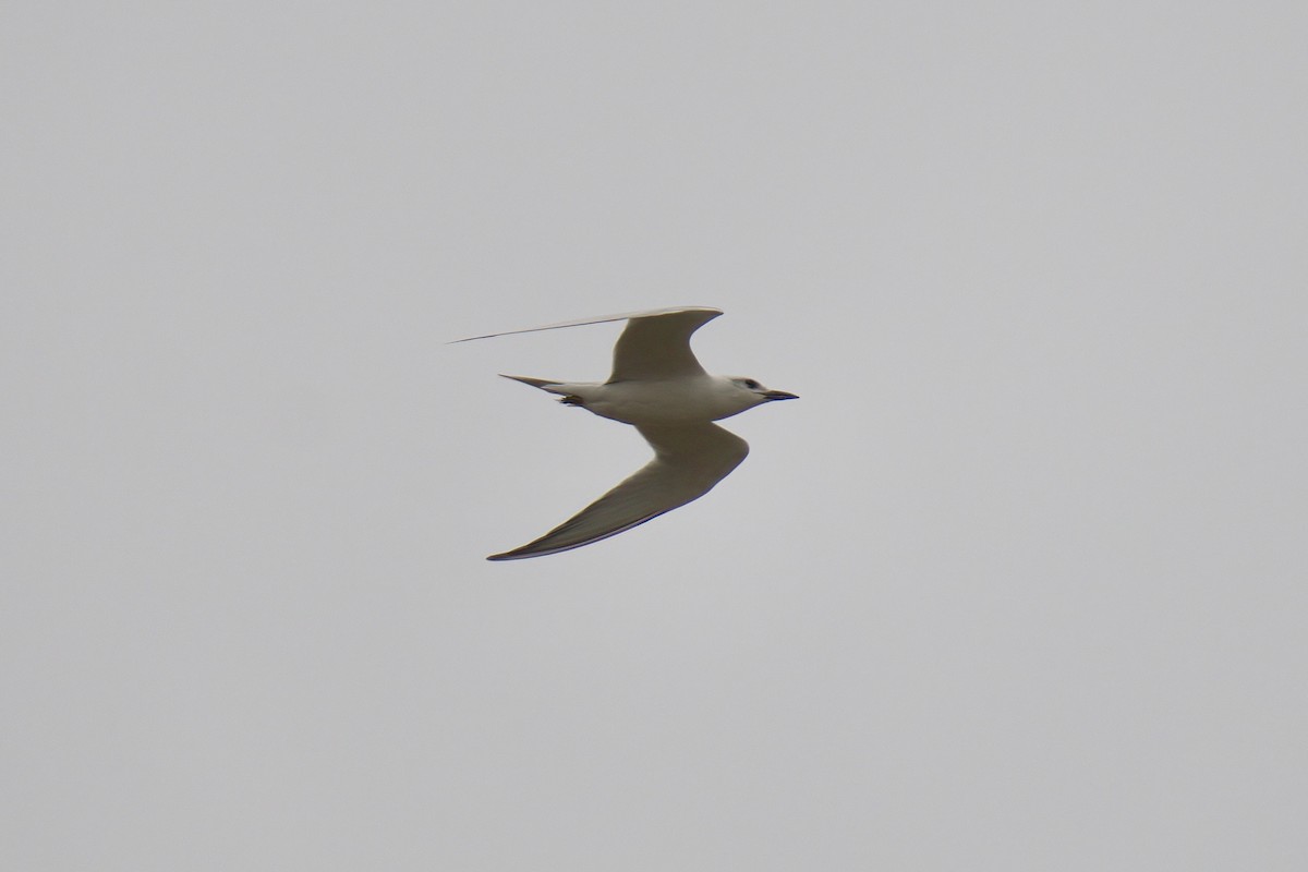 Gull-billed Tern - ML643015891