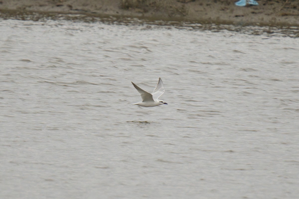 Gull-billed Tern - ML643015892