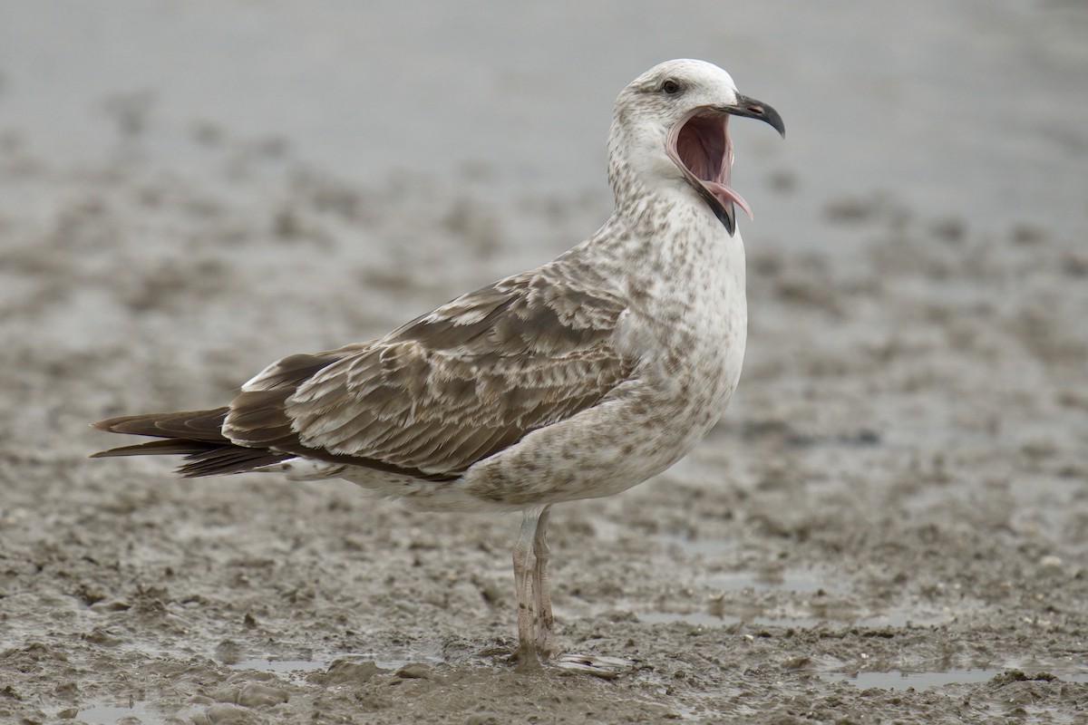 Kelp Gull - ML643015893