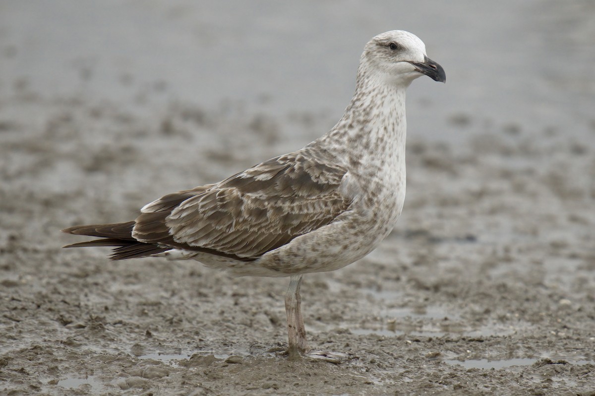 Kelp Gull - ML643015894