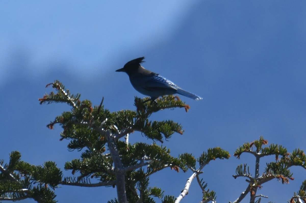 Steller's Jay - ML643015895